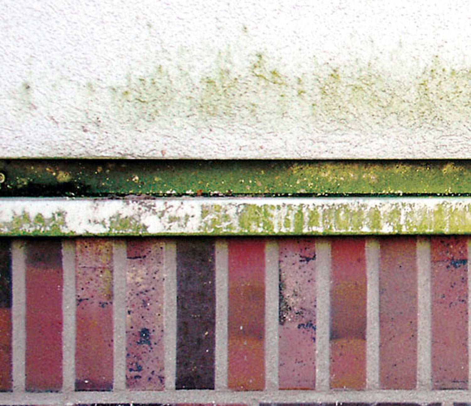 Algenbildung auf Fassade